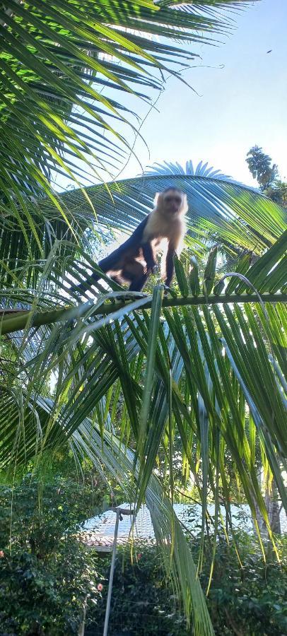 Casa Katharina Villa Cahuita Eksteriør billede